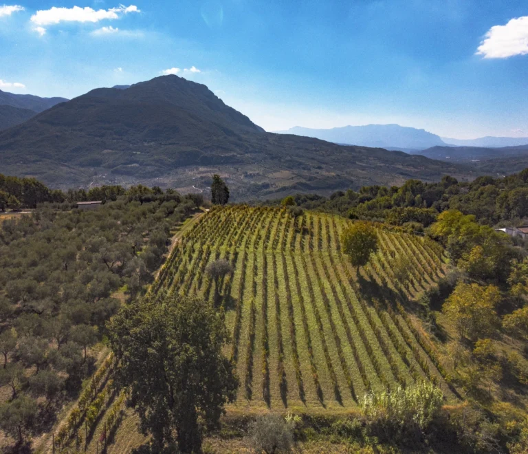 Il VIgneto
